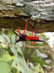 Calliclopius nigripes