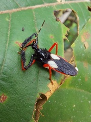 Calliclopius nigripes