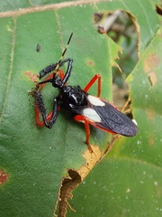 Calliclopius nigripes