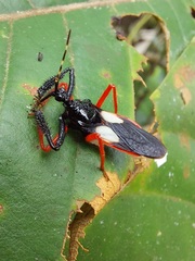 Calliclopius nigripes