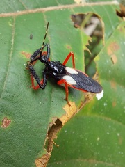 Calliclopius nigripes