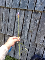 Phyteuma persicifolium