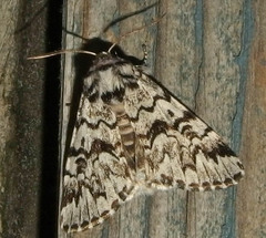 Panthea acronyctoides