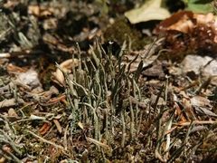 Cladonia subulata