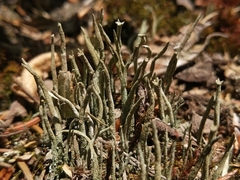 Cladonia subulata