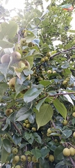 Pyrus pashia