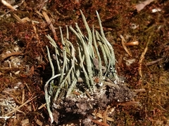 Cladonia subulata