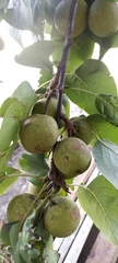 Pyrus pashia