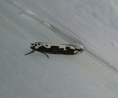 Ethmia semilugens