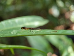 Ptecticus longipennis