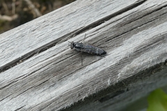 Psilocephala imberbis