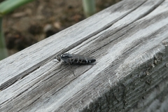 Psilocephala imberbis