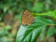 Arhopala athada