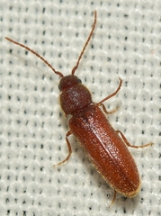 Anelastidius feisthameli