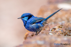 Malurus splendens splendens