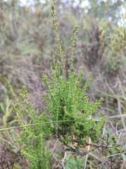 Calluna vulgaris