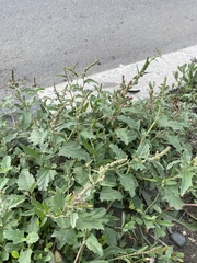 Atriplex tatarica