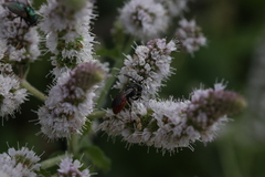 Sphecodes albilabris