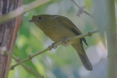 Antilophia galeata