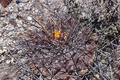 Thelocactus rinconensis multicephalus