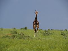 Giraffa camelopardalis rothschildi