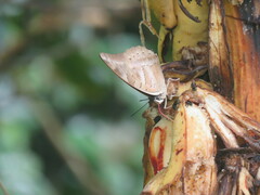 Archaeoprepona demophoon