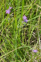 Triodanis leptocarpa