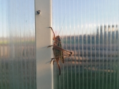 Gampsocleis sedakovii