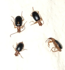 Brachinus sclopeta