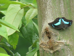 Archaeoprepona demophoon