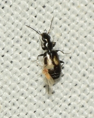 Microlestes corticalis