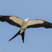 Swallow-tailed Kite - Photo (c) Greg Lasley, some rights reserved (CC BY-NC), uploaded by Greg Lasley