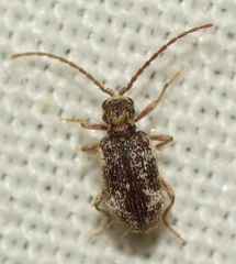 Cyphoderes