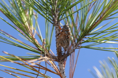 Tibicina corsica fairmairei