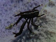 Allogalathea elegans