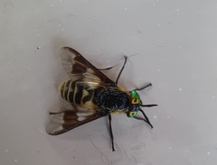 Chrysops divaricatus