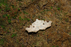 Prolophota trigonifera