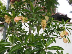 Pteleocarpa lamponga