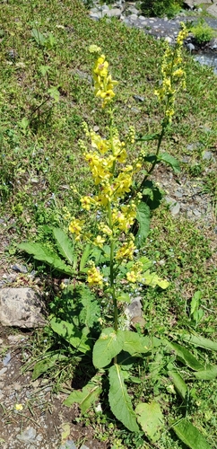 Image of Verbascum pyramidatum by (c) Yurii Basov, some rights reserved (CC BY)