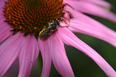 Megachile montivaga