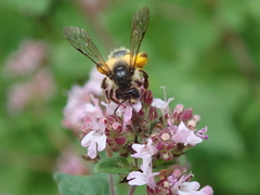 Andrena denticulata