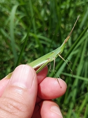 Acrida cinerea