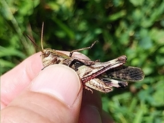Oedaleus infernalis