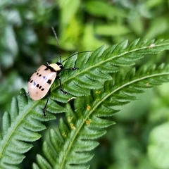 Meristata spilota