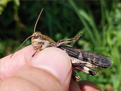 Oedaleus infernalis