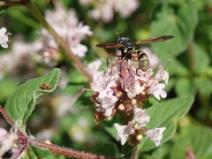 Physocephala rufipes