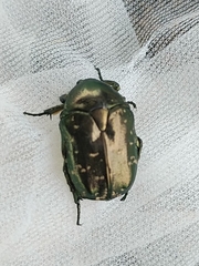 Protaetia orientalis submarmorea