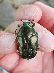 Protaetia orientalis submarmorea