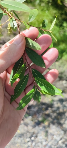 vŕba trojtyčinková (Salix triandra)