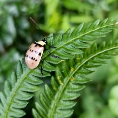 Meristata spilota